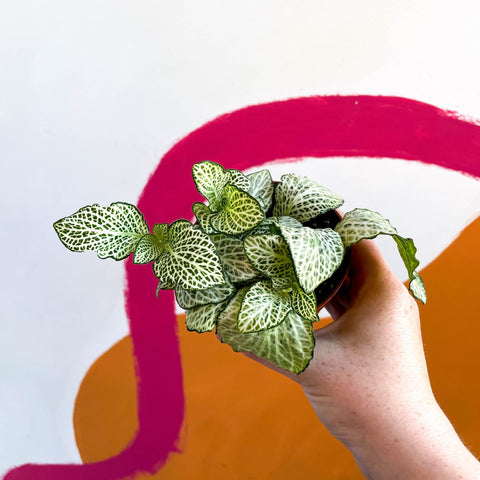 Nerve Plant - Fittonia argyroneura - Sprouts of Bristol
