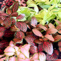 Nerve Plant - Fittonia argyroneura - Sprouts of Bristol