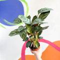 Never Never Plant - Ctenanthe setosa 'Green Flag' - Sprouts of Bristol