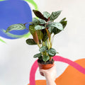 Never Never Plant - Ctenanthe setosa 'Green Flag' - Sprouts of Bristol