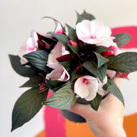 New Guinea Impatiens - Impatiens hawkeri 'Busy lizzie' - Sprouts of Bristol