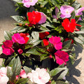 New Guinea Impatiens - Impatiens hawkeri 'Busy lizzie' - Sprouts of Bristol