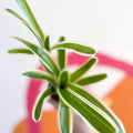Nidularium schultesianum 'Striped Fireball' - Sprouts of Bristol