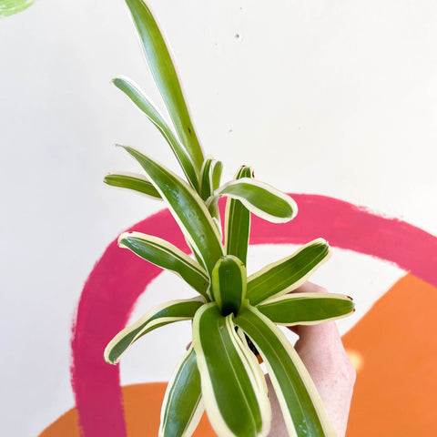 Nidularium schultesianum 'Striped Fireball' - Sprouts of Bristol