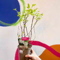 Ninebark - Physocarpus opulifolius 'Dart's Gold' - Deciduous Shrub - Sprouts of Bristol