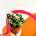 Nipple Cactus - Mammillaria Polythele 'Toluca' - Sprouts of Bristol