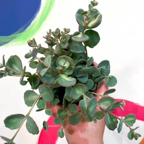 October Daphne - Sedum siebolii - Sprouts of Bristol