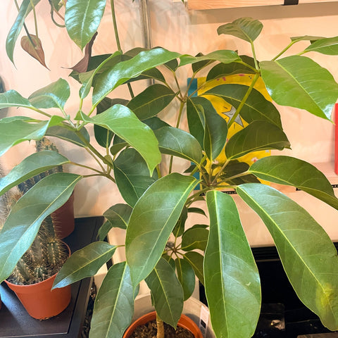 Octopus Tree - Schefflera actinophylla - Sprouts of Bristol