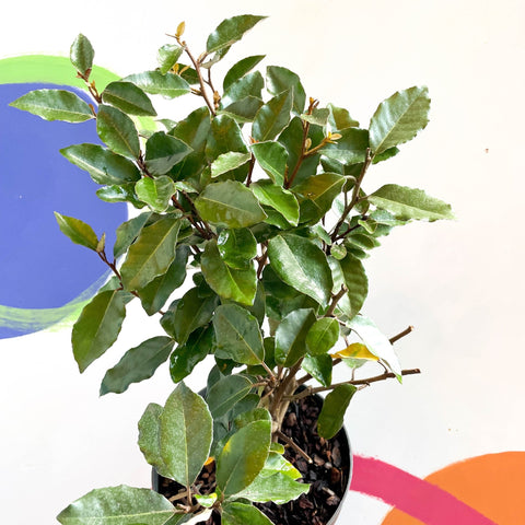 Oleaster / Silverberry - Elaeagnus × ebbingei - Sprouts of Bristol