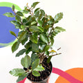 Oleaster / Silverberry - Elaeagnus × ebbingei - Sprouts of Bristol
