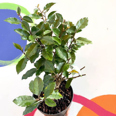 Oleaster / Silverberry - Elaeagnus × ebbingei - Sprouts of Bristol