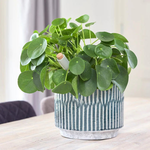 Onno Planter in Denim Blue - Sprouts of Bristol