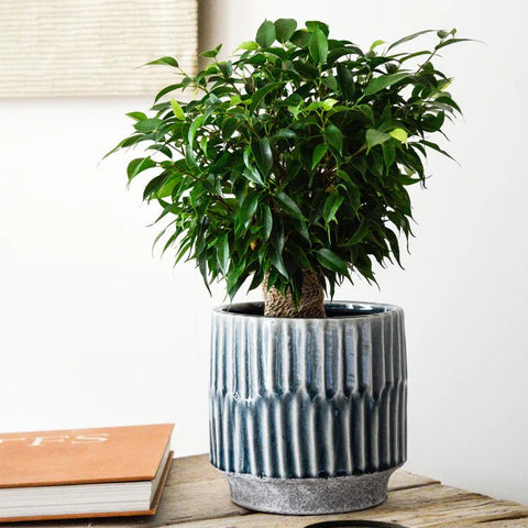 Onno Planter in Denim Blue - Sprouts of Bristol
