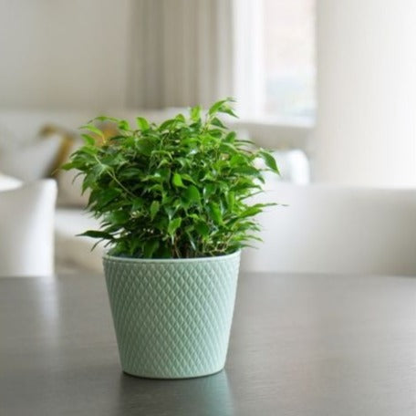 Orsa Pot