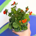 Orange Avens - Geum coccineum 'Borisii' - Sprouts of Bristol