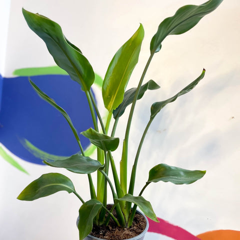 Orange Bird of Paradise - Strelitzia reginae - Sprouts of Bristol