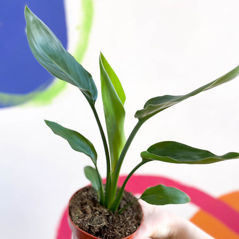 Orange Bird of Paradise - Strelitzia reginae - Sprouts of Bristol