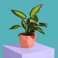 Orange Block Colour Plant Pot - Medium - Sprouts of Bristol