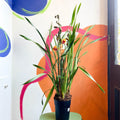 Orange Boat Orchid - Cymbidium - Sprouts of Bristol