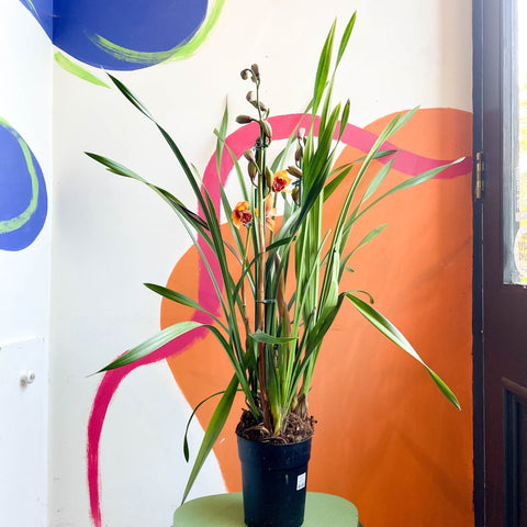Orange Boat Orchid - Cymbidium - Sprouts of Bristol