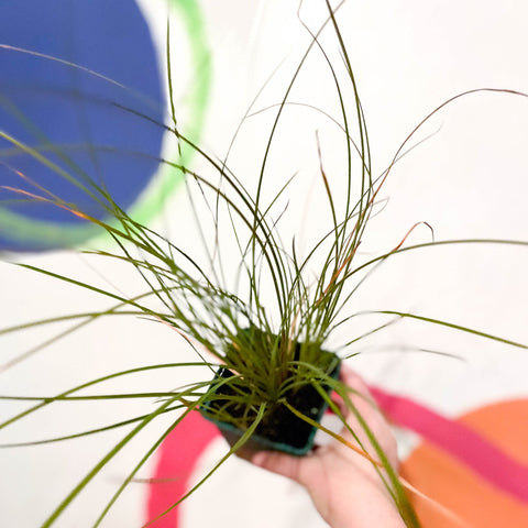 Orange New Zealand Sedge - Carex testacea - Cotswold Grown Perennial - Sprouts of Bristol