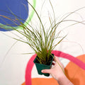 Orange New Zealand Sedge - Carex testacea - Cotswold Grown Perennial - Sprouts of Bristol