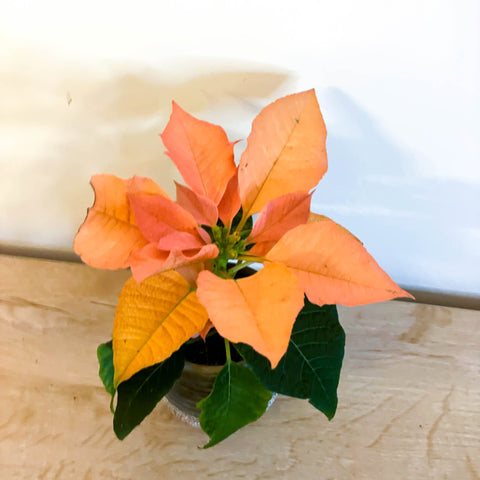 Orange Poinsettia - Euphorbia pulcherrima 'Autumn Leaves' - Sprouts of Bristol