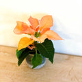 Orange Poinsettia - Euphorbia pulcherrima 'Autumn Leaves' - Sprouts of Bristol