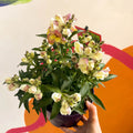 Orange Snapdragon - Antirrhinum majus 'Orange Wonder' - Sprouts of Bristol