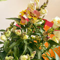 Orange Snapdragon - Antirrhinum majus 'Orange Wonder' - Sprouts of Bristol