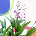 Orchid - Dendrobium 'Berry Oda' - Sprouts of Bristol