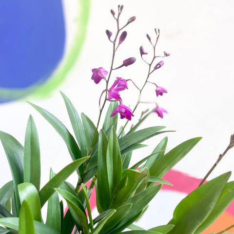 Orchid - Dendrobium 'Berry Oda' - Sprouts of Bristol