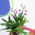 Orchid - Dendrobium 'Berry Oda' - Sprouts of Bristol