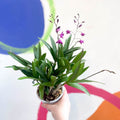 Orchid - Dendrobium 'Berry Oda' - Sprouts of Bristol