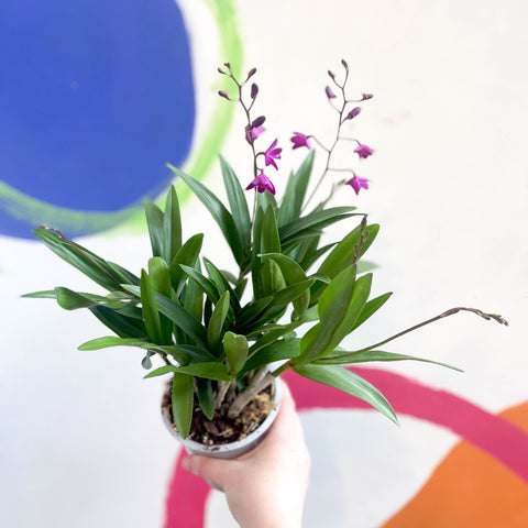Orchid - Dendrobium 'Berry Oda' - Sprouts of Bristol