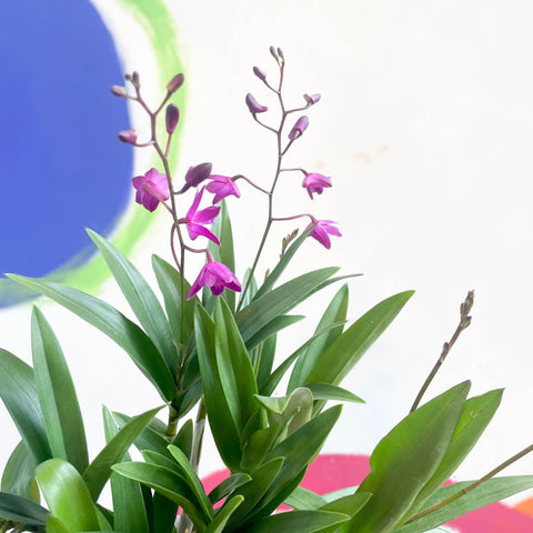 Orchid - Dendrobium 'Berry Oda' - Sprouts of Bristol