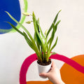 Orchid - Orchidaceae - Sprouts of Bristol