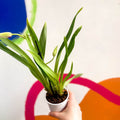 Orchid - Orchidaceae - Sprouts of Bristol