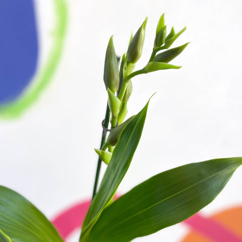 Orchid - Zygopetalum - Sprouts of Bristol