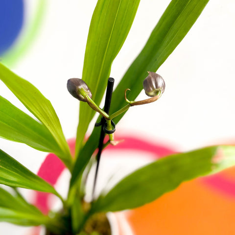 Orchid - Zygopetalum - Sprouts of Bristol
