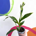 Orchid - Zygopetalum - Sprouts of Bristol