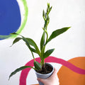 Orchid - Zygopetalum - Sprouts of Bristol