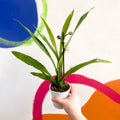 Orchid - Zygopetalum - Sprouts of Bristol