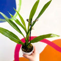 Orchid - Zygopetalum - Sprouts of Bristol