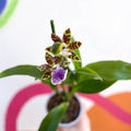 Orchid - Zygopetalum maculatum - Sprouts of Bristol