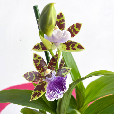 Orchid - Zygopetalum maculatum - Sprouts of Bristol