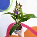 Orchid - Zygopetalum maculatum - Sprouts of Bristol