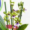 Orchid - Zygopetalum sellowii - Sprouts of Bristol