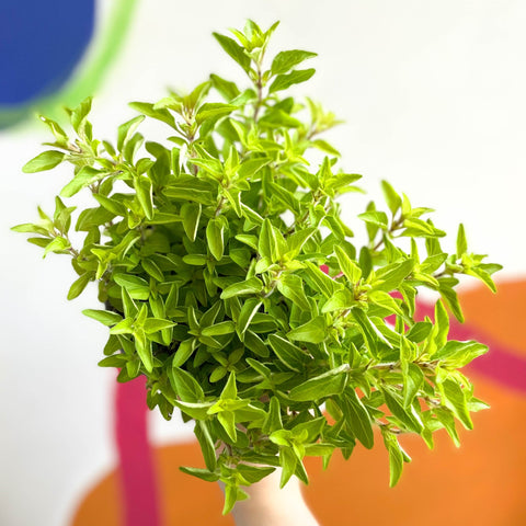 Oregano - Origanum vulgare - British Grown Culinary Herbs - Sprouts of Bristol