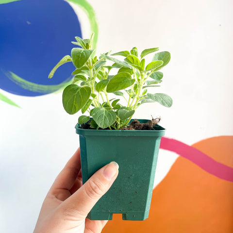Oregano - Origanum vulgare - Cotswolds Grown Culinary Herbs - Sprouts of Bristol